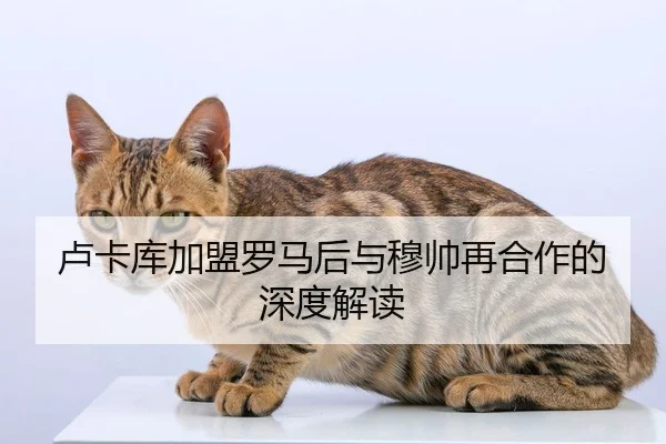 卢卡库加盟罗马后与穆帅再合作的深度解读